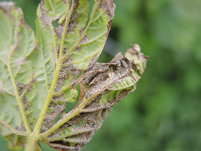 A hop leaf with downy mildew spores.