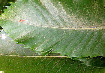 Bronzing of leaf