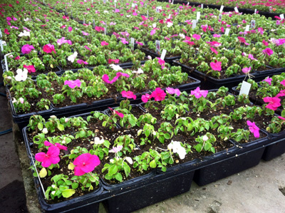 Planting of impatiens that are all stunted uniformly across the bench and caused by an abiotic problem (accidental fungicide overdose).