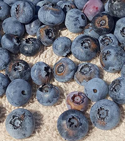 frost rings in blueberries