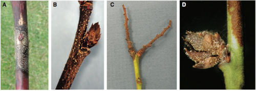 A) Cane canker caused by Colletotrichum acutatum with acervuli in concentric circles around leaf scar. B) Spore masses on a blueberry twig. C) Spore masses on old fruit spurs. D) Spore masses on flower bud scales.