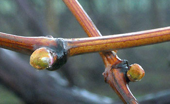 Swollen Concord buds transitioning from early swell (brown cover) to late swell (green and pink)