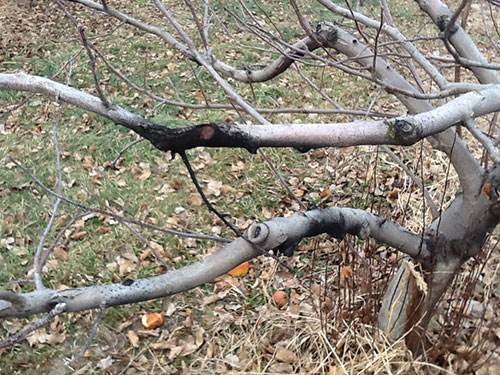 Apple limb with sooty growth associated with poorly healed pruning cut.