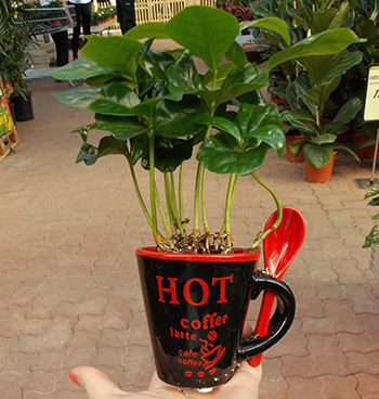 Plant in a coffee mug