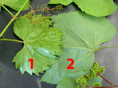 Left leaf (1) is Vitis riparia (river bank grape), and right leaf (2) is Vitis aestivalis (summer grape).