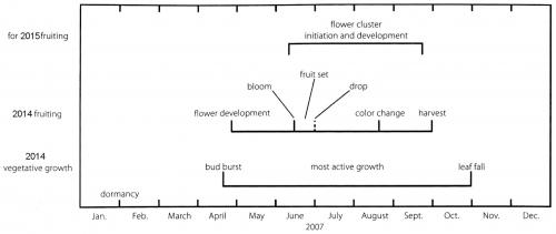 Grapevine growth calendar