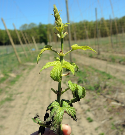 Downy mildew-infected hop spike