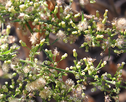 Horseweed seeds