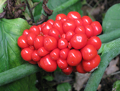 Jack-in-the-Pulpit berry cluster