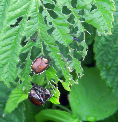 Japanese beetle on raspberry