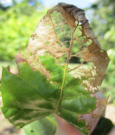 Japanese beetle damage on chestnut leaf