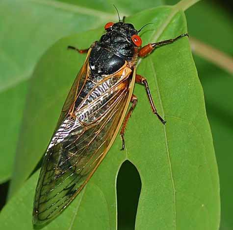 Adult Cicada 56