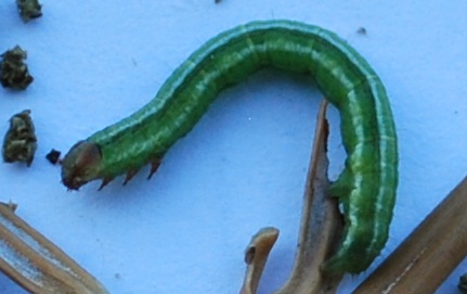 Caterpillar of the spruce-fir looper