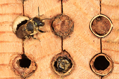 Alfalfa leafcutter bees