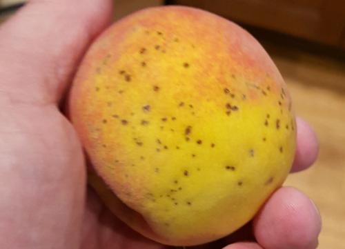 Bacterial spots on peach