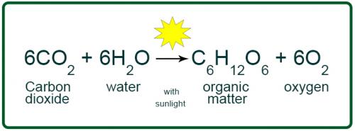 Image result for formula of photosynthesis