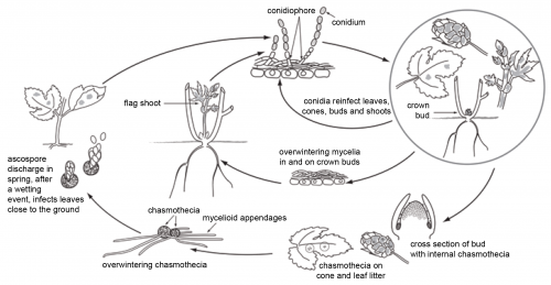 Podosphaera macularis life cycle