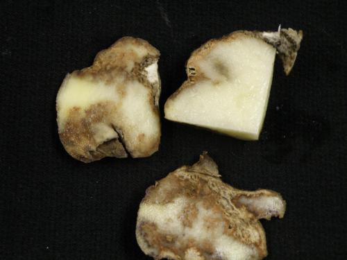 Potato late blight on tuber