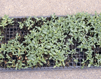 Rhizoctonia on periwinkle seedlings