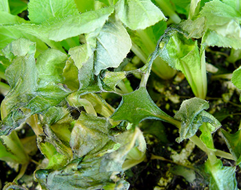 Rhizoctonia on Chinese cabbage