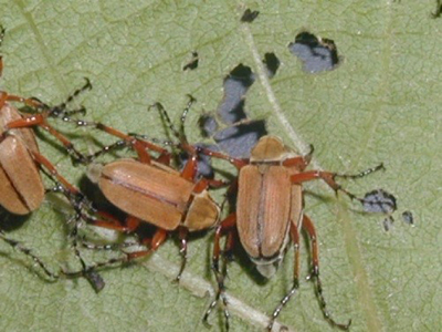 rose chafers on a leaf