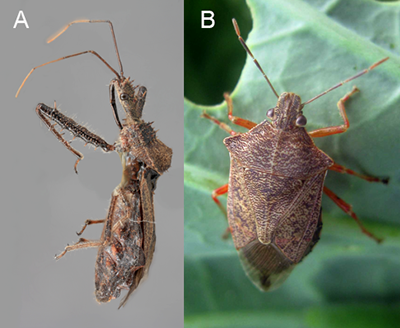 Assassin bug (left) and spined solider bug (right)