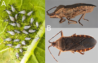 Squash bug nymphs and adults