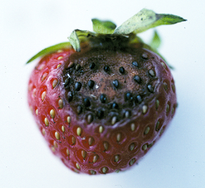 Anthracnose symptoms in strawberry