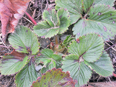 Strawberry leaves emerging from crown