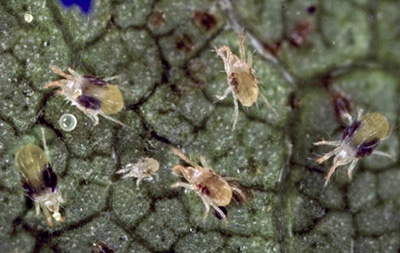 Twospotted spider mite adults, larvae and eggs.