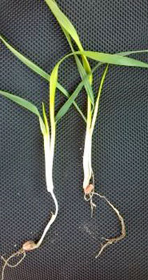 The seed on the right was placed a half inch or less in depth, whereas the seed on left was nearly 2 inches deep based on length of mesocotyl.