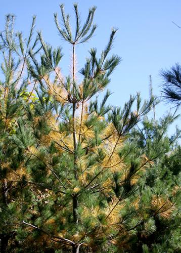 White pine needle color