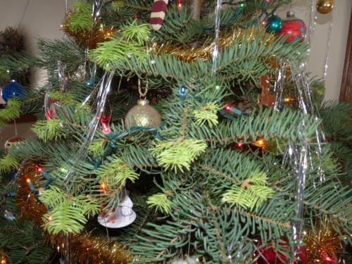 Why is my Christmas tree beginning to grow? - Christmas Trees