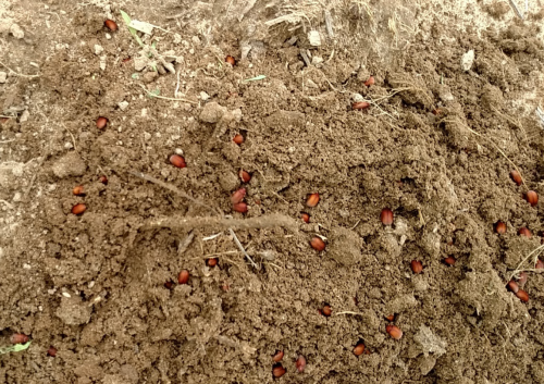 Adult Asiatic garden beetles in ground