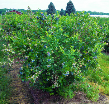 Bluetta blueberry bush