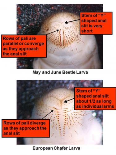 June beetle larva versus European chafer larva
