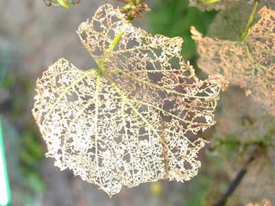 grape leaf chafer damage