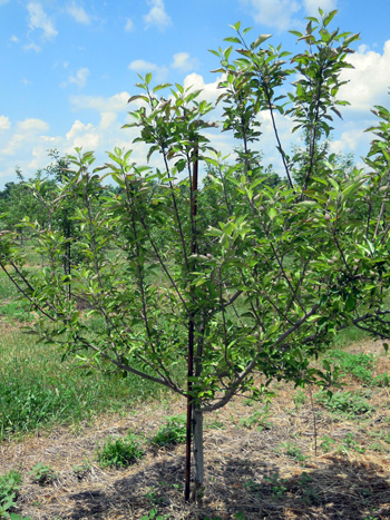Mouse-girdled apple tree
