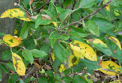 Necrotic leaf blotch symptoms