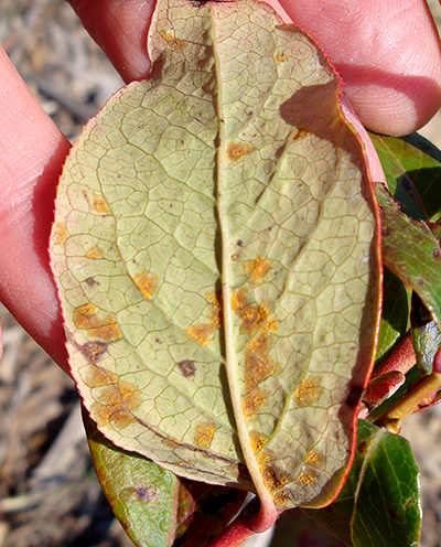 Leaf rust