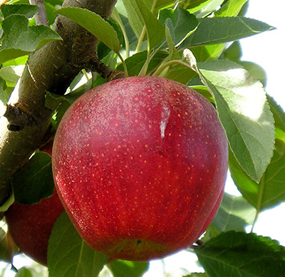 Red Gala apple
