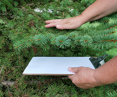 The simplest way to scout for adult and juvenile mites is to shake or tap a branch over a scouting board or piece of paper. 