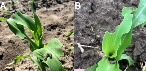 two views of armyworm