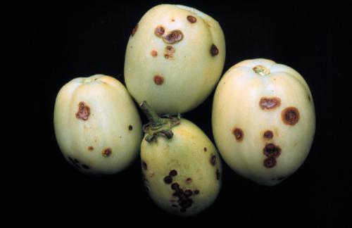 Bacterial spot on tomato fruits