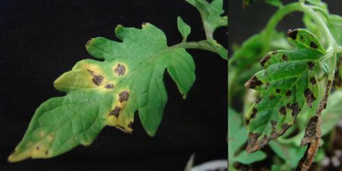 Bacterial spot on tomato leaves: dark spots with a yellow halo; and dark, blotchy spots.