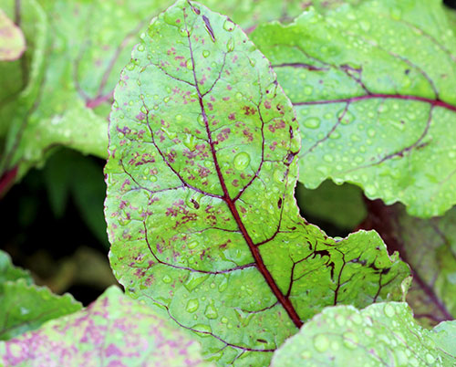 Several leaf spots are common on table beets this year including bacterial leaf spot and phoma leaf spot.