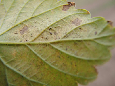 webbing on leaf