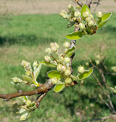 Bartlett pears at white bud
