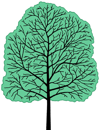 Quercus muehlenbergii shape
