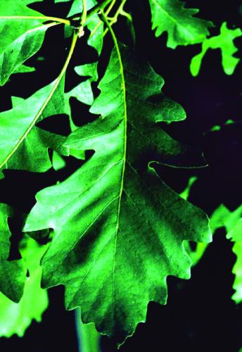 Quercus macrocarpa leaves